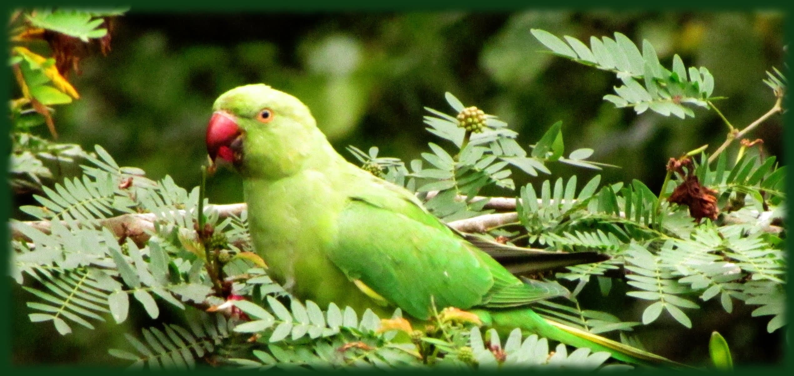 Photograph 11 by Jayanth Jagadeesh