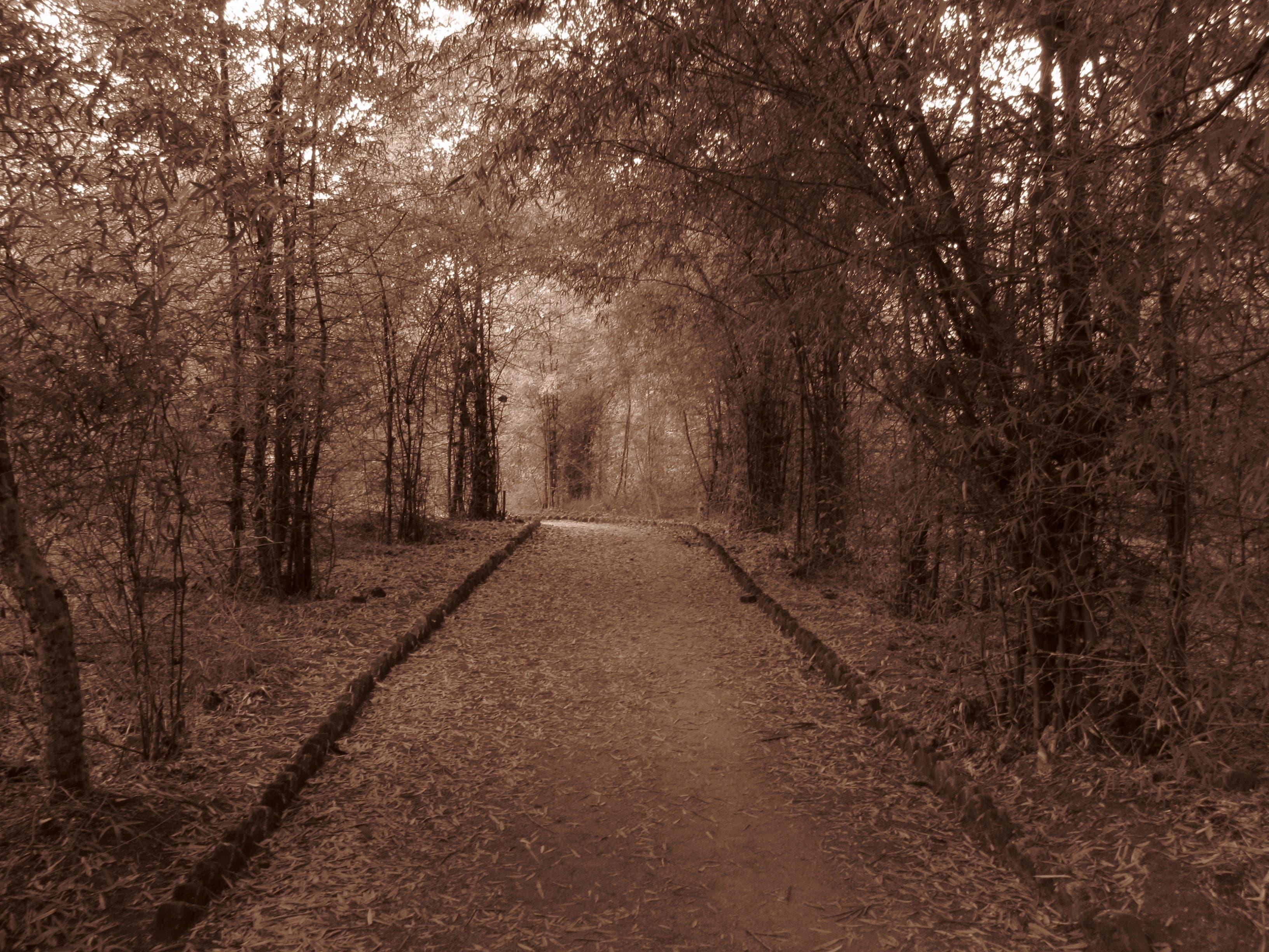 Photograph 4 by Jayanth Jagadeesh