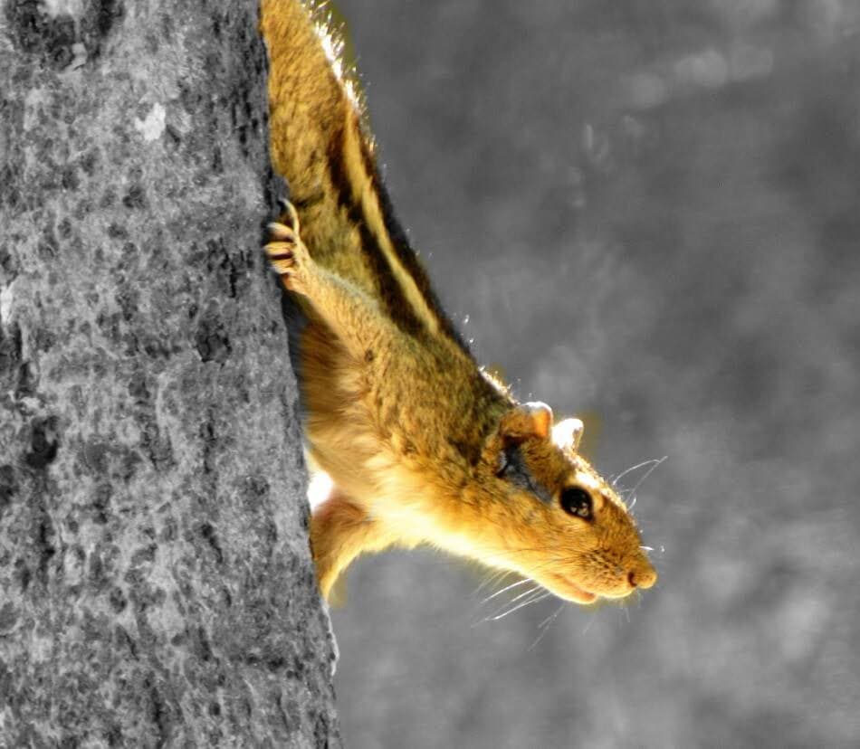 Photograph 20 by Jayanth Jagadeesh