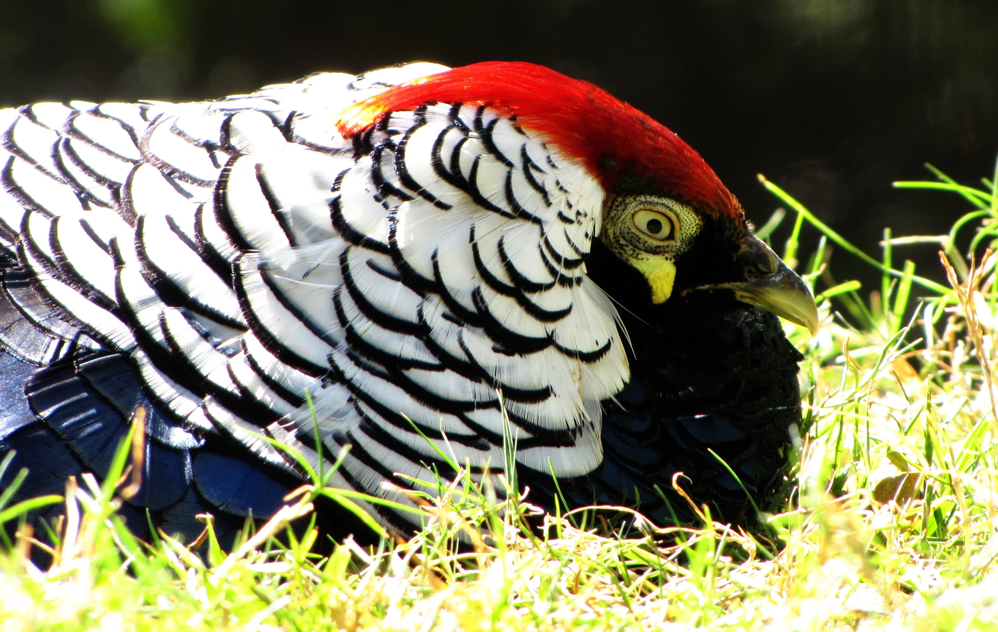 Photograph 8 by Jayanth Jagadeesh
